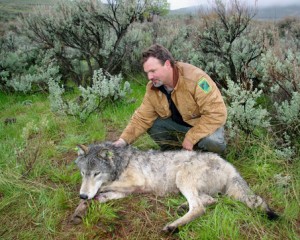 large_wolf.jpg