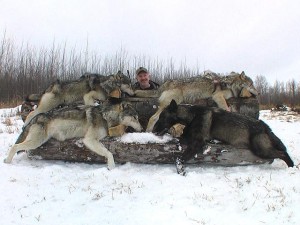 lrg-71-2006-wolf-hunt-063.jpg