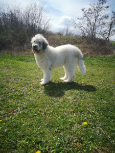 IMG_20210417_131336.jpg
