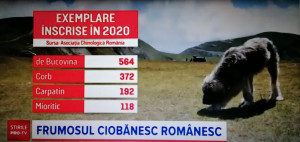Pui CR pe 2020... ÎNGRIJORĂTOR