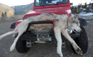 wolf_alberton-600x369.jpg