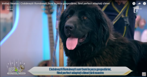 Corb Cosmin Neagu antena TV.png