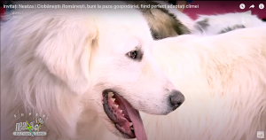 Bucovina Neatza TV.png