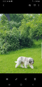 Screenshot_20210529-151228_Gallery.jpg