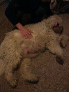 Dolly 037.jpg