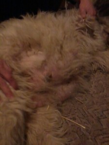Dolly 036.jpg