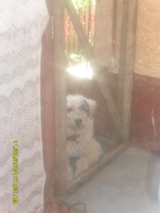 ursu paza