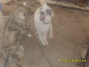 bataie