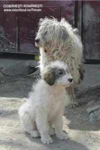 Mama și puiul la drum în fața porții