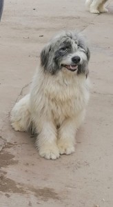 Bătrâna - toți descendenții sunt din ea și din Bătrânu