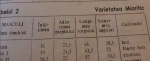 DIMENSIUNI MIORITICI