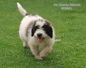 M series puppy<br />Name: MULT ZICE CU FOC DIN ZESTREA STÂNELOR