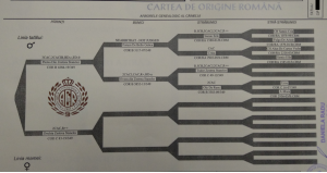 JIB pedigree CLEAR.png