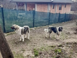 Mara și Gerula (mama și tatăl)