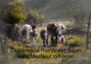 Ciobănesc Românesc Bălan