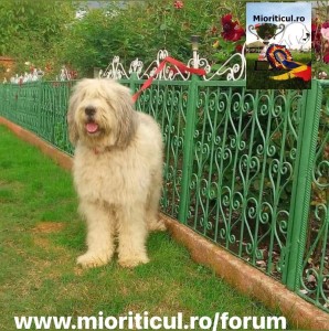 Locul 1 la concursul săptămânal organizat pentru coperta grupului https://www.facebook.com/groups/484985859257696/?ref=share_group_link la obținut Arcan, al domnului Ionel Tobos. Felicitări!
