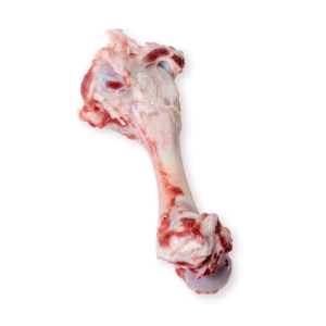 Humerus