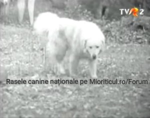 Ciobănesc Românesc Bălan