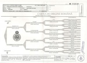 pedigree ada.jpg