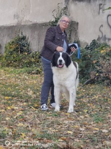 Dinu de Pomohaci