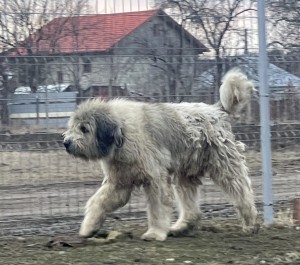 Murus