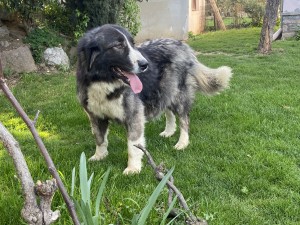 IMG_1225.jpeg