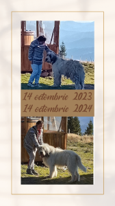 IMG_1728918469138.png