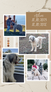 IMG_1728837869863.png