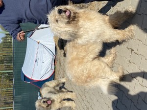 IMG_5836.jpeg