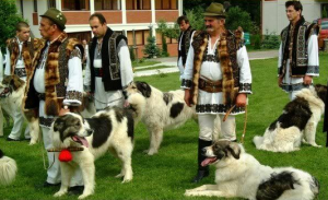 bucovina.png