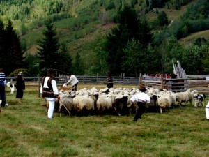 bucovina 1.jpg