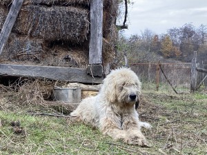 IMG_6670.jpeg