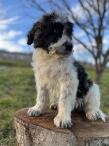 Spartan din Zestrea Stânelor! <br />A rămas mai mic fiindca a făcut reacție adversa la al doilea vaccin și abia l-am ținut in viata. A luptat și lucrurile merg spre bine.