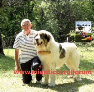 Exemplarul domnului Ion Moroșanu, exemplar după care s-a creat standardul acestei frumoase rase româneșt, Ciobănesc Românesc De Bucovina.