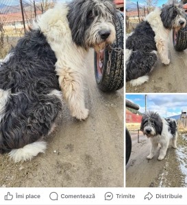 Poze cu postarea în care am descoperit-o pe Virga