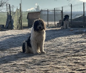 După două zile în noua ei curte, mândră și fericită