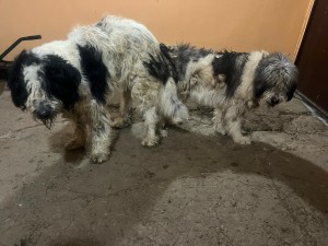 Montă 04.02. 2025