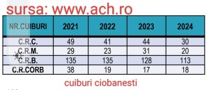cuiburi mioritic.jpg