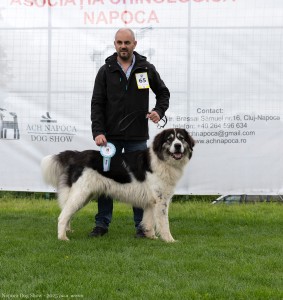 Napoca Dog Show - 2025 jucu arena  bucovina.jpg