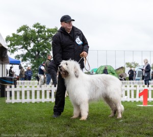 Napoca Dog Show - 2025 jucu arena 4.jpg