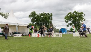 Napoca Dog Show - 2025 jucu arena  .4.jpg