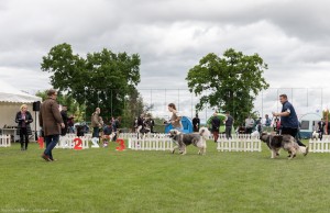 Napoca Dog Show - 2025 jucu arena .3.jpg