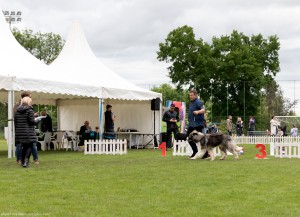 Napoca Dog Show - 2025 jucu arena..jpg