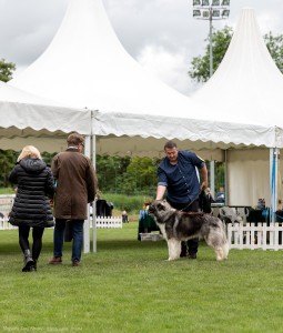 Napoca Dog Show - 2025 jucu arena.1.jpg