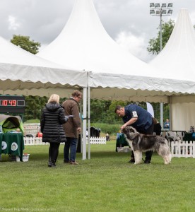Napoca Dog Show - 2025 jucu arena.2.jpg