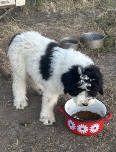 Ursa&amp;Elan=> VANESA<br />Vanesa aci avea 2,5 luni.<br />De micuță este în slujba păstoritului, țin să menționez că are mare drag de animalele pe cere le păzește împreună cu mama ei! <br />Vom vedea evoluția ei pe parcurs.
