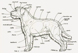 Marengoni.jpg