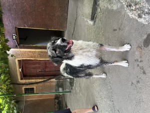 IMG_2441.jpeg