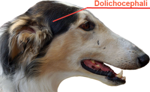 Dolichocephalic.png