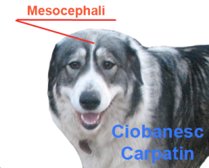 Mesocephali.png